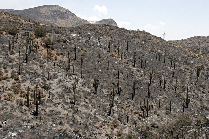 Arizona man caught living illegally in forest for years amid massive trash pile