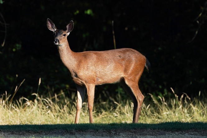 Animal rights advocates move closer to banning hunting in one state