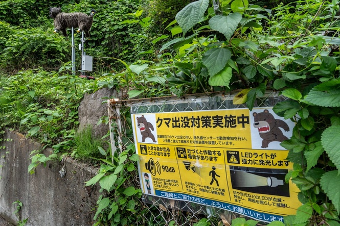Summer festival organisers in Japan are on high alert for bears