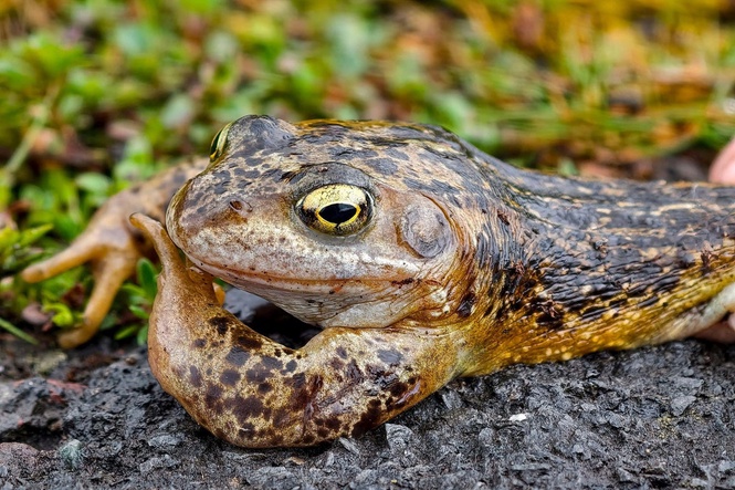 Designers set to spawn new interest in frog gardens