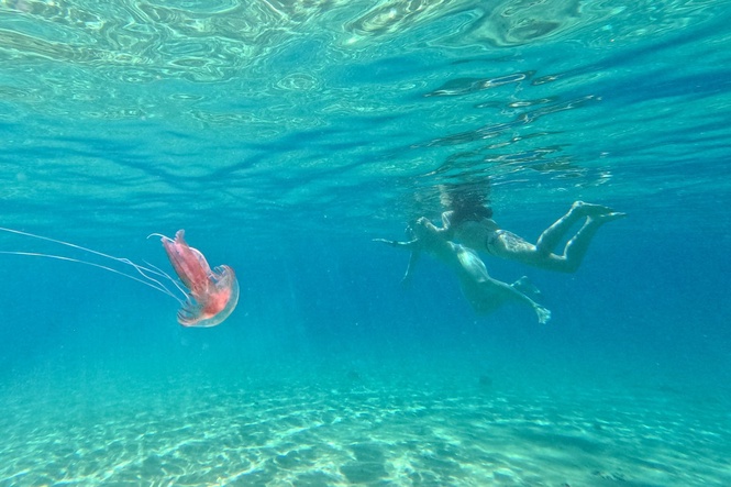 Warming seas bring jellyfish and sharks to South Korea’s beaches