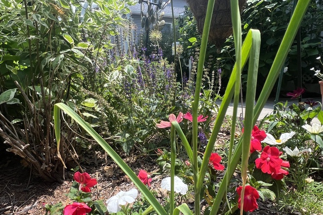 A vegetable garden doesn’t need full sun - these plants can thrive in the shade