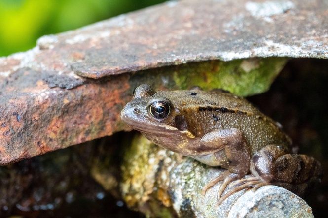 How can I create a frog garden – and what are the benefits?