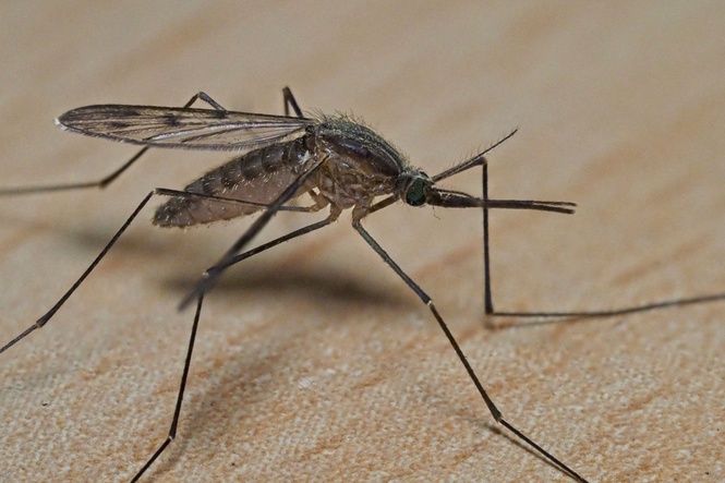 The five tricks Disney uses to stop guests being feasted on by mosquitoes - and how you can recreate them at home