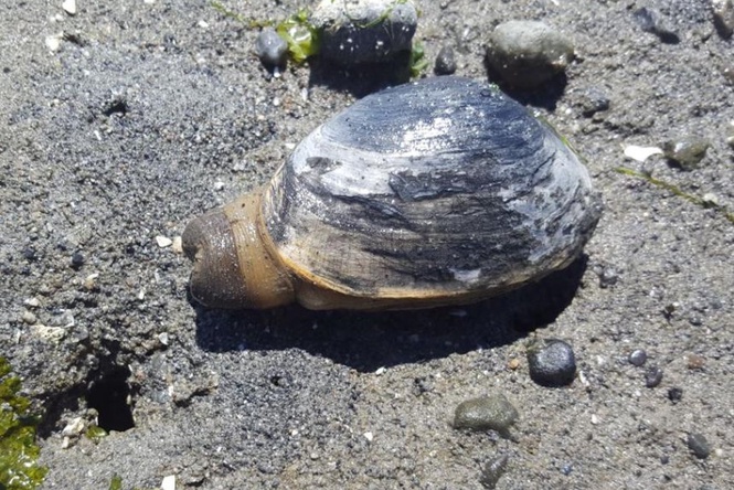 West Coast clams are coming down with cancer