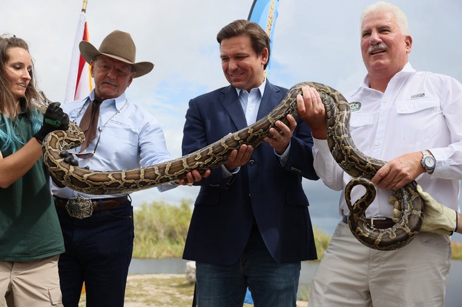 Florida is sending people in the Everglades to hunt for giant snakes — and it could net one person $10,000