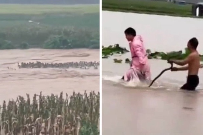 Hundreds of venomous snakes escape into floodwaters in Chinese city