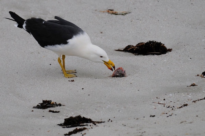 First case of deadly H5N1 confirmed in Australian seabird