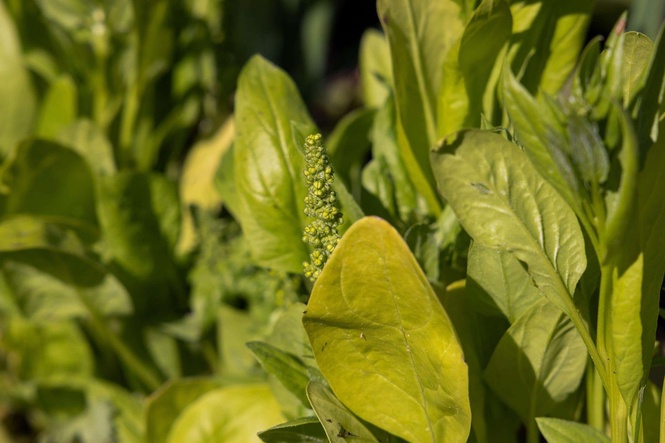 How to stop veg bolting in the summer heat
