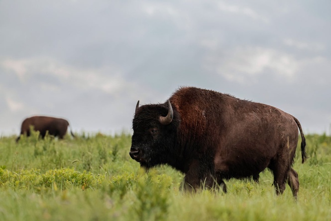 Tourist gets tossed eight feet in the air by charging Bison in Yellowstone