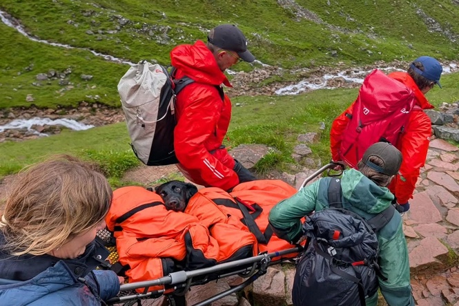 Labrador rescued from Ben Nevis after ‘eating discarded cannabis’