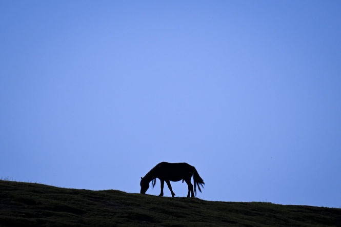 Dartmoor ponies saved from culling risk after fears of extinction