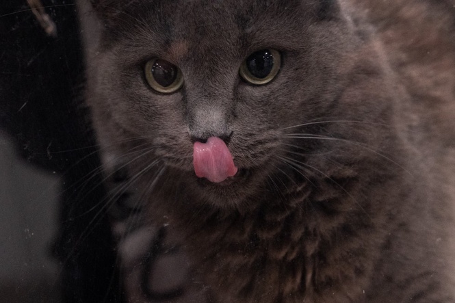 The truth about cats chewing that vets and behaviorists want owners to know