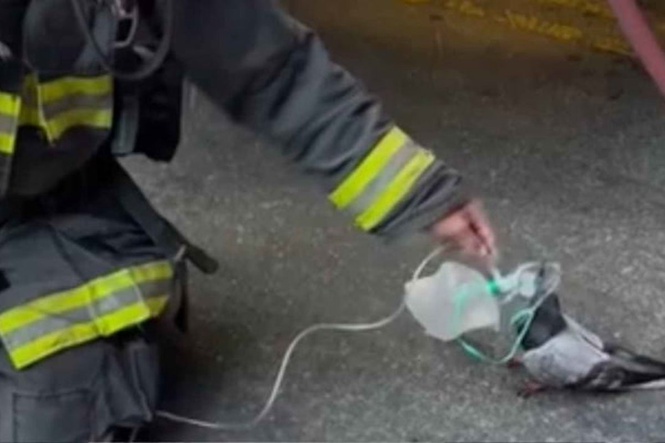 Pigeon seeks oxygen from firefighters after being caught in vehicle fire