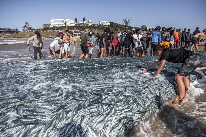 Scientists stumped as huge amount of dead sardines wash up on South Africa coast
