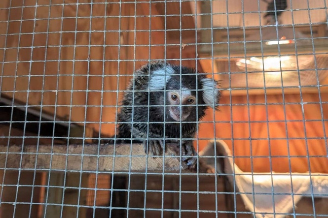 Monkey abandoned in laundry bag on London bus