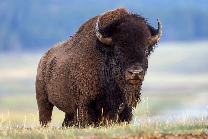 ‘I never saw it coming’: Grandfather breaks silence after Yellowstone bison attack