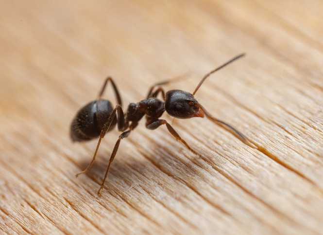 Owner of Michelin-starred restaurant admits using ants as a dessert topping