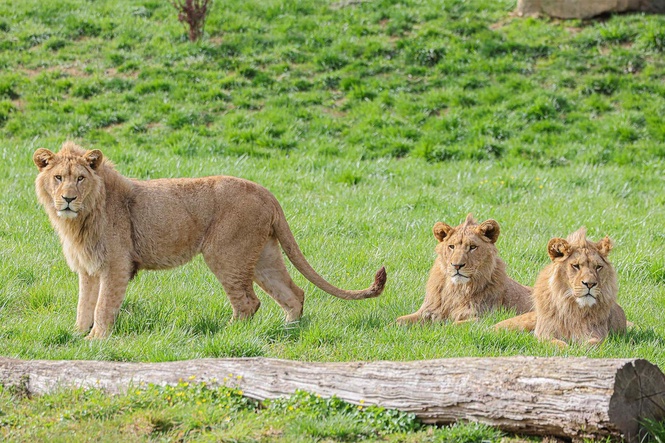 Playful lions get roars of approval on public debut at Belfast Zoo