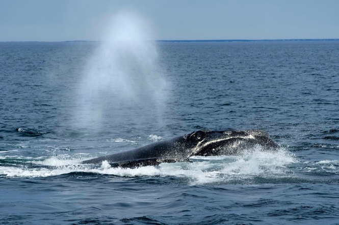Fears for endangered right whales grow as moratorium clears a key hurdle