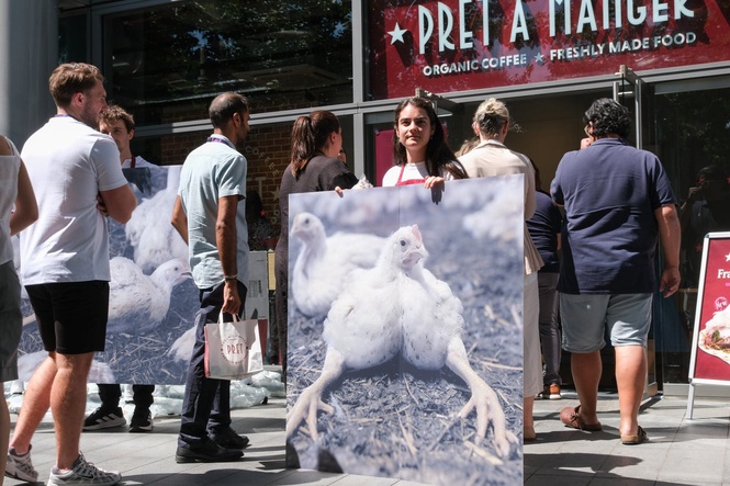 What are ‘frankenchickens’? Pret boycott over animal welfare concerns
