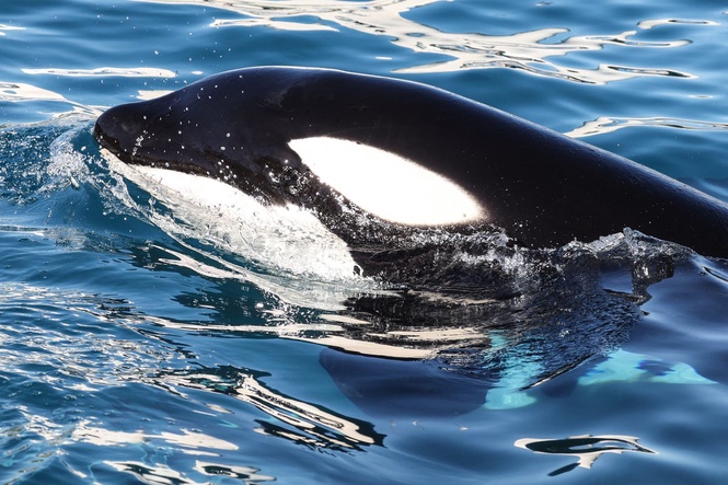 For food or fun? Orcas spotted ramming into giant fish causing them to explode