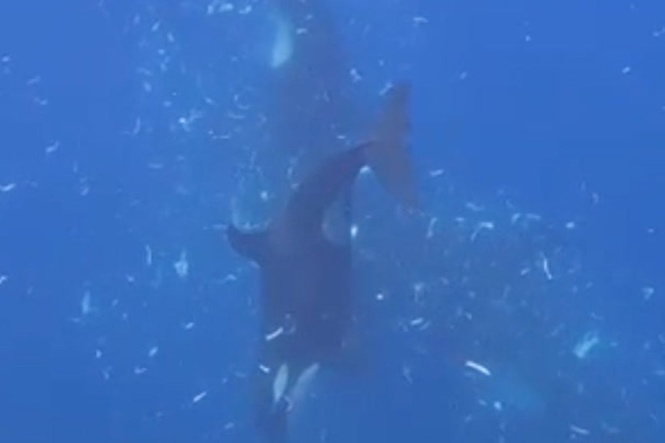 Orcas filmed pulverizing sunfish in what could be either feeding strategy or fun, scientists say