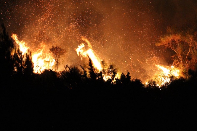 Wildfires spread in Italy by arsonists tying flammable rags to cats during ‘truly criminal’ act