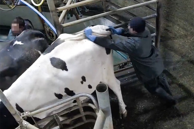 Undercover footage reveals animal cruelty at award-winning dairy farm
