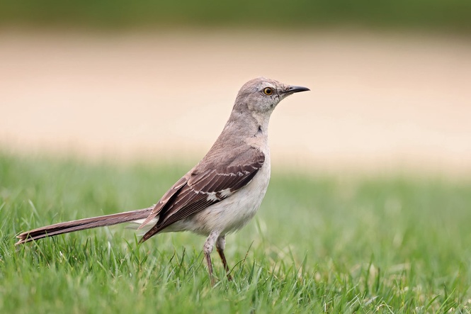 How almost all birdsongs come from just eight basic acoustic sounds