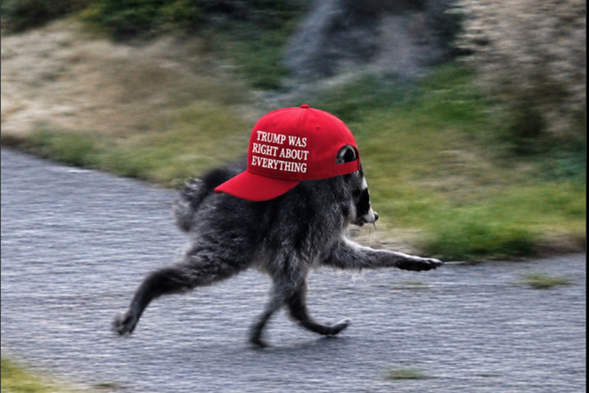 Anger after White House makes Jimothy the mutant raccoon MAGA