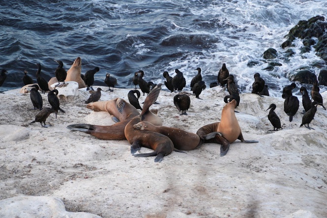 Cruel attack on defenseless sea lion sparks outrage as feds launch probe
