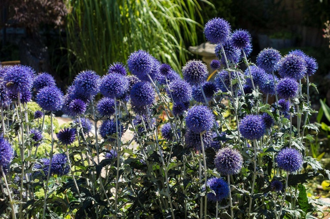 5 plants that may survive while you’re on holiday