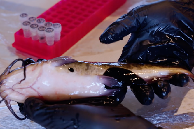 Scientists have discovered a rare transmissible cancer between fish — and it could ultimately help humans