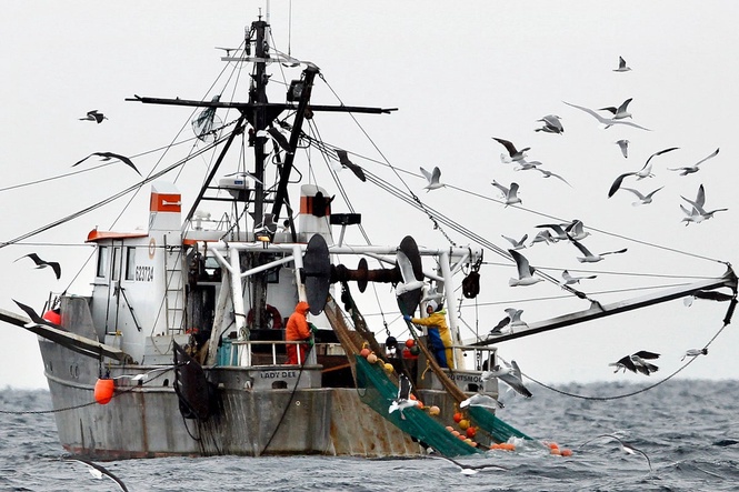 NOAA report finds Gulf of Maine warming slowed for now, but ecosystem remains unstable