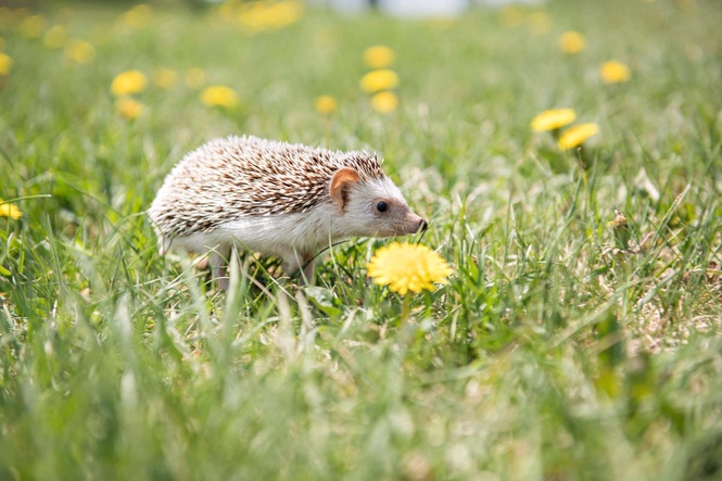 Wildlife centres ‘fit to bursting’ with hedgehogs amid scorching weather