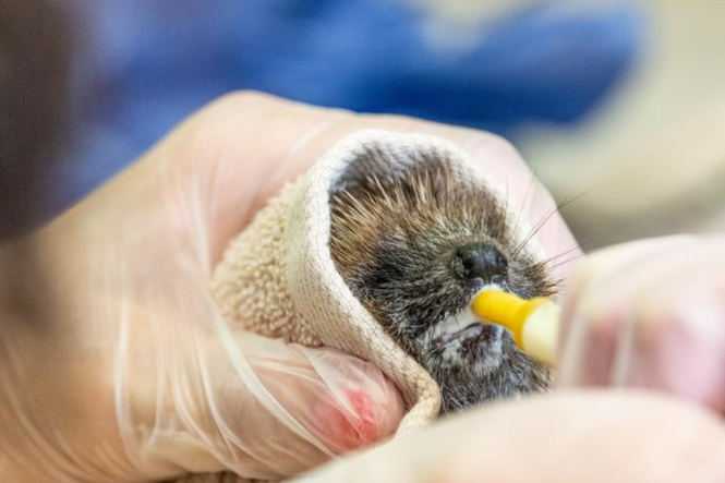 Wildlife centres ‘fit to bursting’ with hedgehogs amid scorching weather