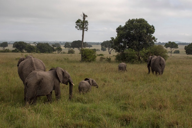 Mysterious deaths of 15 elephants prompt national park investigation