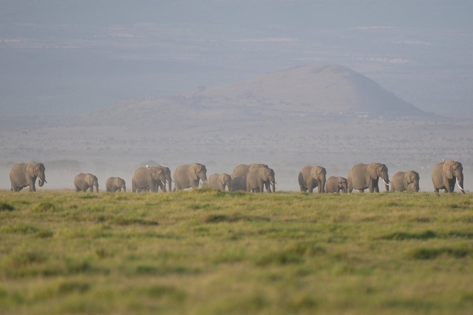 Mystery surrounds deaths of 15 elephants at national park