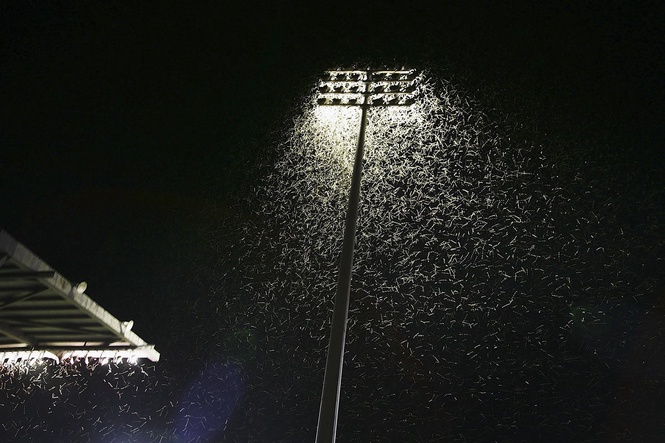 The simple change that could save millions of insect lives