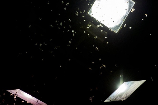 Researchers may have solved a problem caused by artificial street lights