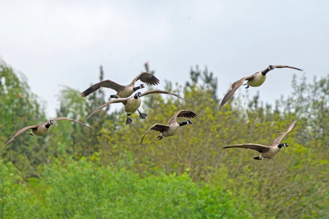 Outrage as geese are shot dead at exclusive members’ club