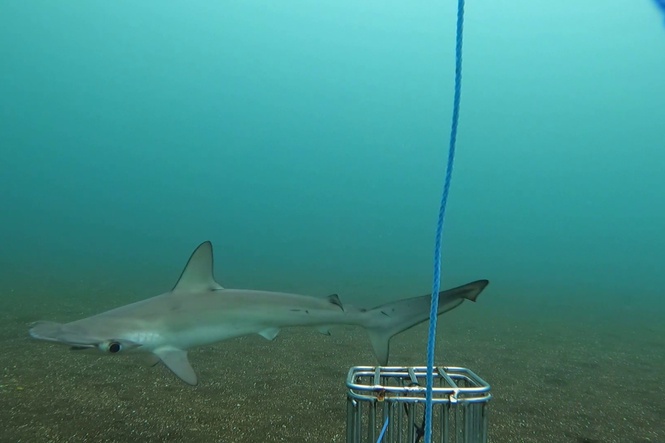 Rare shark species spotted for first time in 20 years near Galapagos Islands