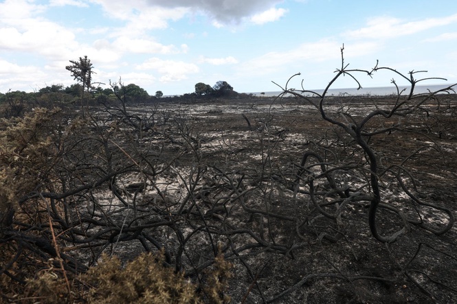 Reform council condemned for scrapping green pledges in wildfire-ravaged Suffolk
