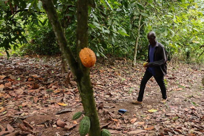 Ghana parliament backs tough cocoa farm protections, with up to 20 years in prison