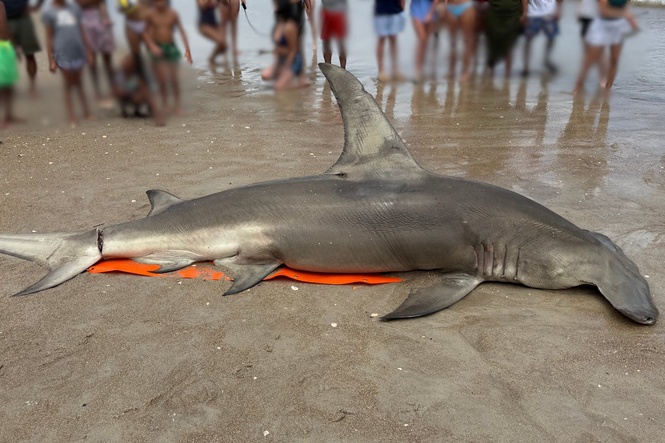 14-foot hammerhead shark with ‘deep laceration’ washes ashore on US beach
