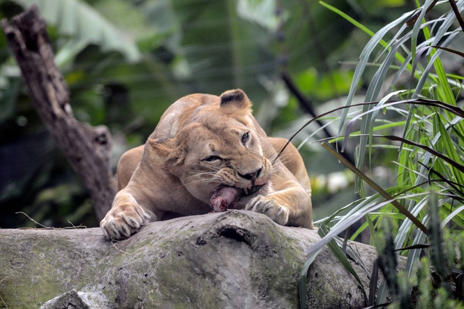 Three lions die of suspected heatstroke at zoo amid Japan’s ‘cruelly hot days’