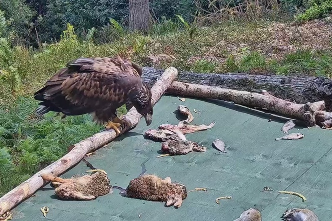 White-tailed eagles return to Exmoor after more than 200 years