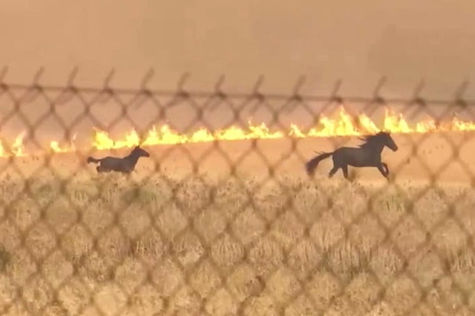 Horses run for lives as Greece wildfire closes in behind them