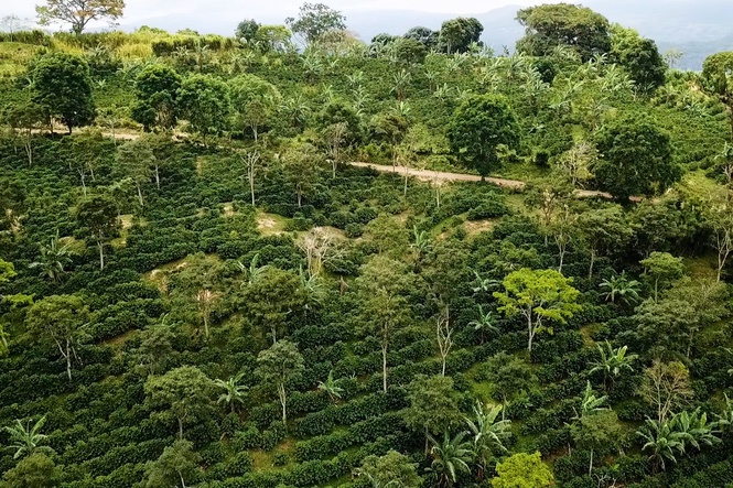 This can be an era of transformational global development despite aid cuts, Rainforest Alliance says